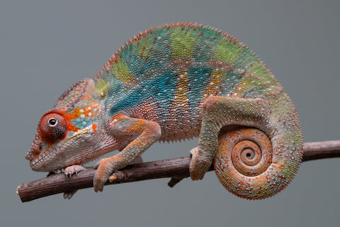 Holdbacks/Individuals: Ambilobe offspring from "Doro-amboahaolo" (AKA Firefox) x "Mandiso-ranoray" (Miss Universe) - Hatched June 2025 - Male #6