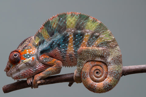 Holdbacks/Individuals: Ambilobe offspring from "Doro-amboahaolo" (AKA Firefox) x "Mandiso-ranoray" (Miss Universe) - Hatched June 2025 - Male #6