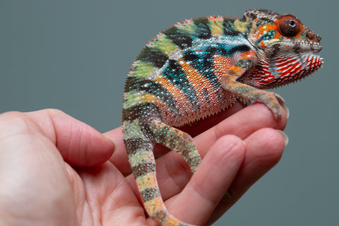 Holdbacks/Individuals: Ambilobe offspring from "Doro-amboahaolo" (AKA Firefox) x "Mandiso-ranoray" (Miss Universe) - Hatched June 2025 - Male #6