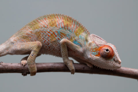 Holdbacks/Individuals: Ambilobe offspring from "Doro-amboahaolo" (AKA Firefox) x "Mandiso-ranoray" (Miss Universe) - Hatched June 2025 - Male #7