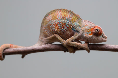 Holdbacks/Individuals: Ambilobe offspring from "Doro-amboahaolo" (AKA Firefox) x "Mandiso-ranoray" (Miss Universe) - Hatched June 2025 - Male #7