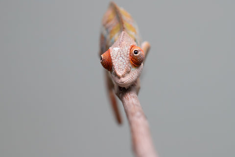 Holdbacks/Individuals: Ambilobe offspring from "Doro-amboahaolo" (AKA Firefox) x "Mandiso-ranoray" (Miss Universe) - Hatched June 2025 - Male #7