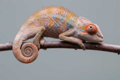 Holdbacks/Individuals: Ambilobe offspring from "Doro-amboahaolo" (AKA Firefox) x "Mandiso-ranoray" (Miss Universe) - Hatched June 2025 - Male #7