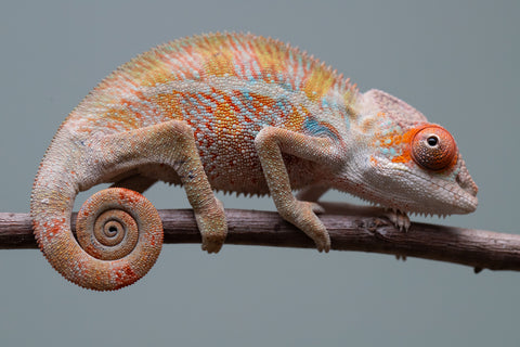 Holdbacks/Individuals: Ambilobe offspring from "Doro-amboahaolo" (AKA Firefox) x "Mandiso-ranoray" (Miss Universe) - Hatched June 2025 - Male #7