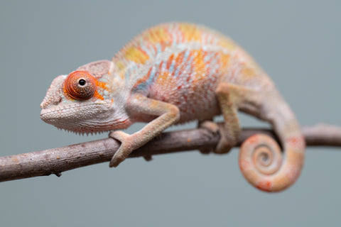 Holdbacks/Individuals: Ambilobe offspring from "Doro-amboahaolo" (AKA Firefox) x "Mandiso-ranoray" (Miss Universe) - Hatched June 2025 - Male #7