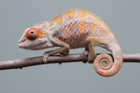 Holdbacks/Individuals: Ambilobe offspring from "Doro-amboahaolo" (AKA Firefox) x "Mandiso-ranoray" (Miss Universe) - Hatched June 2025 - Male #7