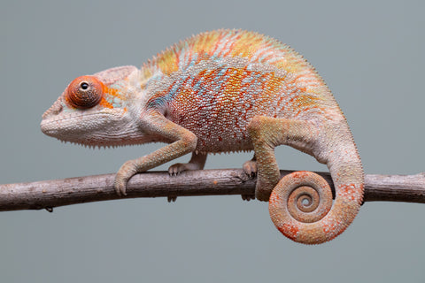 Holdbacks/Individuals: Ambilobe offspring from "Doro-amboahaolo" (AKA Firefox) x "Mandiso-ranoray" (Miss Universe) - Hatched June 2025 - Male #7