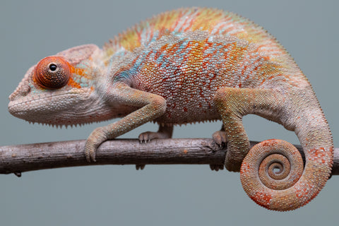 Holdbacks/Individuals: Ambilobe offspring from "Doro-amboahaolo" (AKA Firefox) x "Mandiso-ranoray" (Miss Universe) - Hatched June 2025 - Male #7