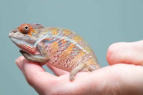 Holdbacks/Individuals: Ambilobe offspring from "Doro-amboahaolo" (AKA Firefox) x "Mandiso-ranoray" (Miss Universe) - Hatched June 2025 - Male #7