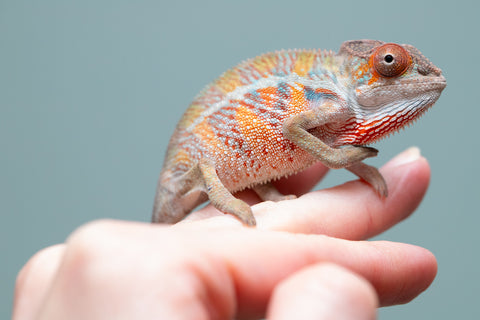 Holdbacks/Individuals: Ambilobe offspring from "Doro-amboahaolo" (AKA Firefox) x "Mandiso-ranoray" (Miss Universe) - Hatched June 2025 - Male #7