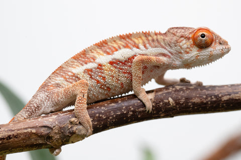 Holdbacks/Individuals: Ambilobe Offspring From "Doro-amboahaolo" (AKA Firefox) x "Nala-andriana" (AKA Scorpion Queen) - Hatched Feb - March 2026 - Male #1