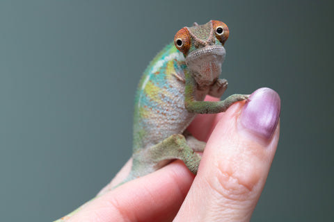 Holdbacks/Individuals: Ambilobe Offspring From "Doro-amboahaolo" (AKA Firefox) x "Nala-andriana" (AKA Scorpion Queen) - Hatched Feb - March 2026 - Male #2