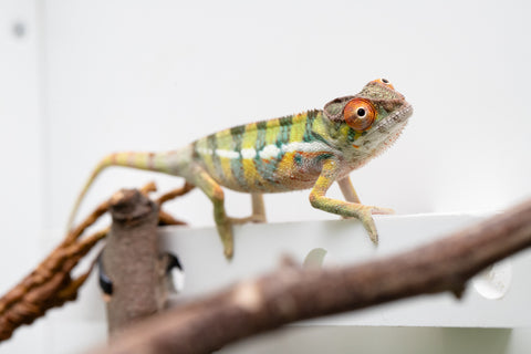 Holdbacks/Individuals: Ambilobe Offspring From "Doro-amboahaolo" (AKA Firefox) x "Nala-andriana" (AKA Scorpion Queen) - Hatched Feb - March 2026 - Male #2