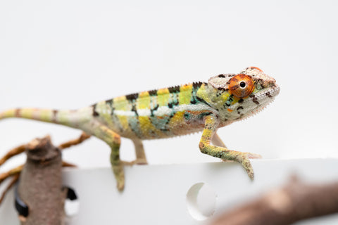 Holdbacks/Individuals: Ambilobe Offspring From "Doro-amboahaolo" (AKA Firefox) x "Nala-andriana" (AKA Scorpion Queen) - Hatched Feb - March 2026 - Male #2