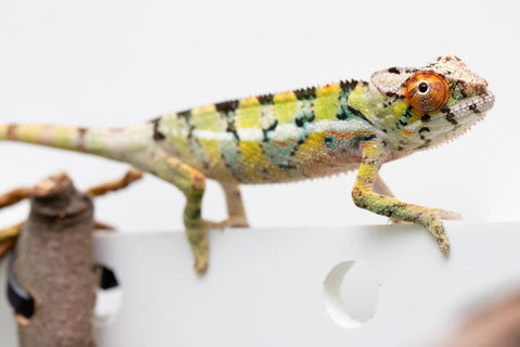 Holdbacks/Individuals: Ambilobe Offspring From "Doro-amboahaolo" (AKA Firefox) x "Nala-andriana" (AKA Scorpion Queen) - Hatched Feb - March 2026 - Male #2