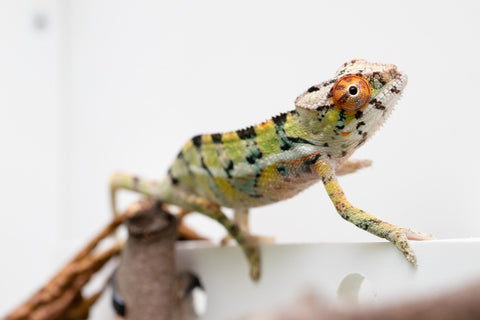 Holdbacks/Individuals: Ambilobe Offspring From "Doro-amboahaolo" (AKA Firefox) x "Nala-andriana" (AKA Scorpion Queen) - Hatched Feb - March 2026 - Male #2
