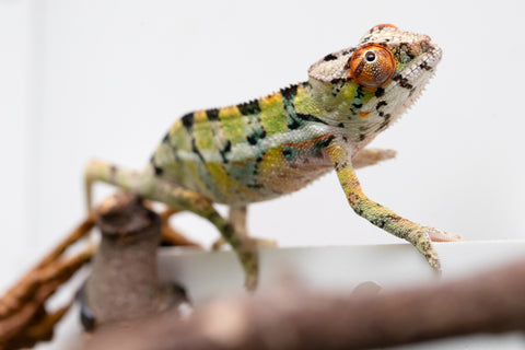 Holdbacks/Individuals: Ambilobe Offspring From "Doro-amboahaolo" (AKA Firefox) x "Nala-andriana" (AKA Scorpion Queen) - Hatched Feb - March 2026 - Male #2