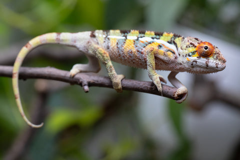 Holdbacks/Individuals: Ambilobe Offspring From "Doro-amboahaolo" (AKA Firefox) x "Nala-andriana" (AKA Scorpion Queen) - Hatched Feb - March 2026 - Male #2