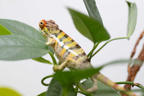 Holdbacks/Individuals: Ambilobe Offspring From "Doro-amboahaolo" (AKA Firefox) x "Nala-andriana" (AKA Scorpion Queen) - Hatched Feb - March 2026 - Male #2