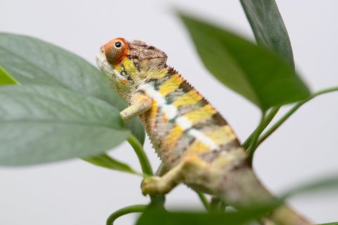 Holdbacks/Individuals: Ambilobe Offspring From "Doro-amboahaolo" (AKA Firefox) x "Nala-andriana" (AKA Scorpion Queen) - Hatched Feb - March 2026 - Male #2
