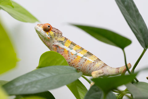 Holdbacks/Individuals: Ambilobe Offspring From "Doro-amboahaolo" (AKA Firefox) x "Nala-andriana" (AKA Scorpion Queen) - Hatched Feb - March 2026 - Male #2
