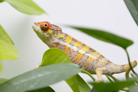 Holdbacks/Individuals: Ambilobe Offspring From "Doro-amboahaolo" (AKA Firefox) x "Nala-andriana" (AKA Scorpion Queen) - Hatched Feb - March 2026 - Male #2
