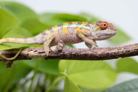 Holdbacks/Individuals: Ambilobe Offspring From "Doro-amboahaolo" (AKA Firefox) x "Nala-andriana" (AKA Scorpion Queen) - Hatched Feb - March 2026 - Male #2