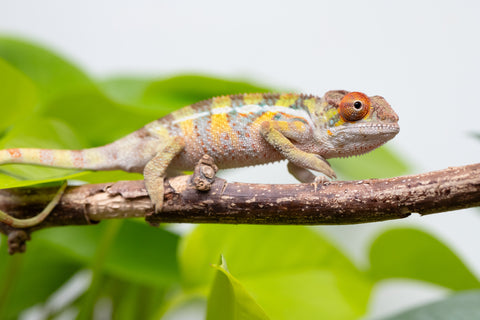 Holdbacks/Individuals: Ambilobe Offspring From "Doro-amboahaolo" (AKA Firefox) x "Nala-andriana" (AKA Scorpion Queen) - Hatched Feb - March 2026 - Male #2