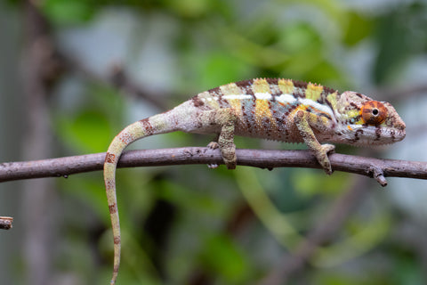 Holdbacks/Individuals: Ambilobe Offspring From "Doro-amboahaolo" (AKA Firefox) x "Nala-andriana" (AKA Scorpion Queen) - Hatched Feb - March 2026 - Male #2
