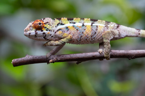 Holdbacks/Individuals: Ambilobe Offspring From "Doro-amboahaolo" (AKA Firefox) x "Nala-andriana" (AKA Scorpion Queen) - Hatched Feb - March 2026 - Male #2