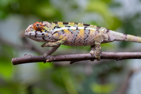Holdbacks/Individuals: Ambilobe Offspring From "Doro-amboahaolo" (AKA Firefox) x "Nala-andriana" (AKA Scorpion Queen) - Hatched Feb - March 2026 - Male #2