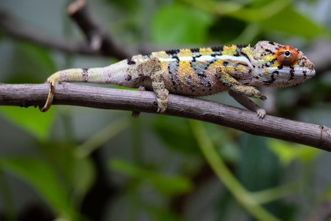 Holdbacks/Individuals: Ambilobe Offspring From "Doro-amboahaolo" (AKA Firefox) x "Nala-andriana" (AKA Scorpion Queen) - Hatched Feb - March 2026 - Male #2