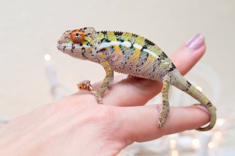 Holdbacks/Individuals: Ambilobe Offspring From "Doro-amboahaolo" (AKA Firefox) x "Nala-andriana" (AKA Scorpion Queen) - Hatched Feb - March 2026 - Male #2