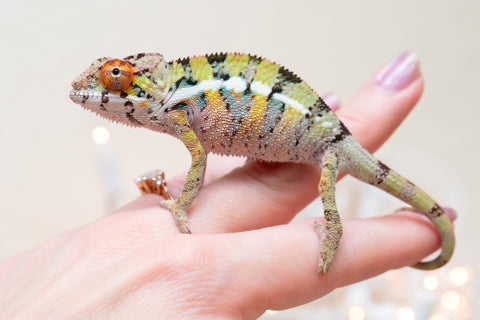 Holdbacks/Individuals: Ambilobe Offspring From "Doro-amboahaolo" (AKA Firefox) x "Nala-andriana" (AKA Scorpion Queen) - Hatched Feb - March 2026 - Male #2