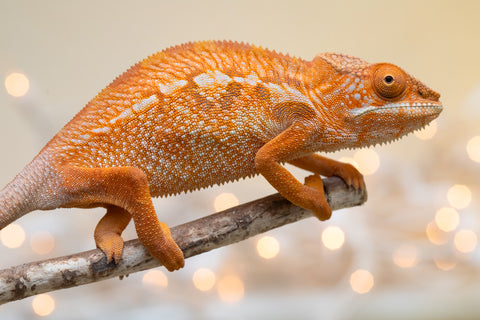 Holdbacks/Individuals: Ambilobe offspring from "Doro-amboahaolo" (AKA Firefox) x "Nala-andriana" (AKA Scorpion Queen) - Hatched Sept 2025 - Female #1