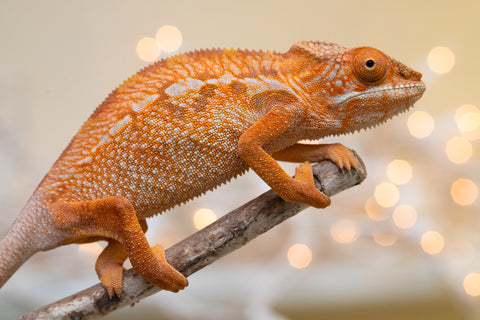 Holdbacks/Individuals: Ambilobe offspring from "Doro-amboahaolo" (AKA Firefox) x "Nala-andriana" (AKA Scorpion Queen) - Hatched Sept 2025 - Female #1