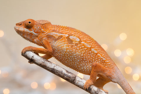 Holdbacks/Individuals: Ambilobe offspring from "Doro-amboahaolo" (AKA Firefox) x "Nala-andriana" (AKA Scorpion Queen) - Hatched Sept 2025 - Female #1