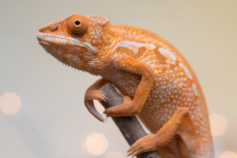 Holdbacks/Individuals: Ambilobe offspring from "Doro-amboahaolo" (AKA Firefox) x "Nala-andriana" (AKA Scorpion Queen) - Hatched Sept 2025 - Female #1