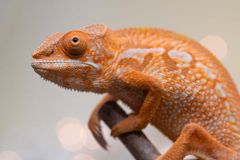 Holdbacks/Individuals: Ambilobe offspring from "Doro-amboahaolo" (AKA Firefox) x "Nala-andriana" (AKA Scorpion Queen) - Hatched Sept 2025 - Female #1