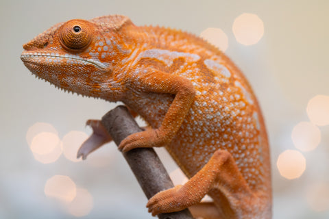 Holdbacks/Individuals: Ambilobe offspring from "Doro-amboahaolo" (AKA Firefox) x "Nala-andriana" (AKA Scorpion Queen) - Hatched Sept 2025 - Female #1