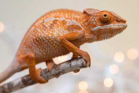 Holdbacks/Individuals: Ambilobe offspring from "Doro-amboahaolo" (AKA Firefox) x "Nala-andriana" (AKA Scorpion Queen) - Hatched Sept 2025 - Female #1