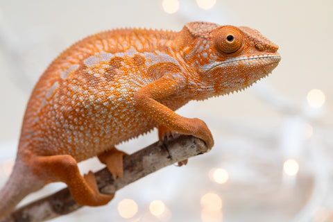 Holdbacks/Individuals: Ambilobe offspring from "Doro-amboahaolo" (AKA Firefox) x "Nala-andriana" (AKA Scorpion Queen) - Hatched Sept 2025 - Female #1