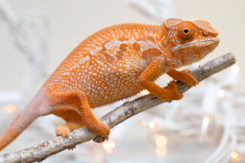 Holdbacks/Individuals: Ambilobe offspring from "Doro-amboahaolo" (AKA Firefox) x "Nala-andriana" (AKA Scorpion Queen) - Hatched Sept 2025 - Female #1