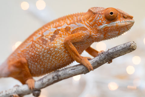 Holdbacks/Individuals: Ambilobe offspring from "Doro-amboahaolo" (AKA Firefox) x "Nala-andriana" (AKA Scorpion Queen) - Hatched Sept 2025 - Female #1