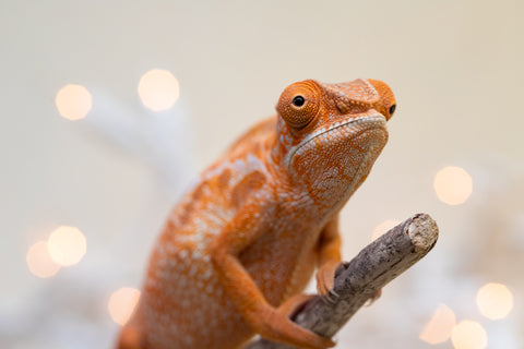 Holdbacks/Individuals: Ambilobe offspring from "Doro-amboahaolo" (AKA Firefox) x "Nala-andriana" (AKA Scorpion Queen) - Hatched Sept 2025 - Female #1