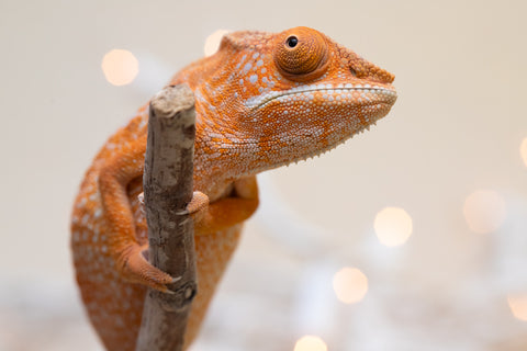 Holdbacks/Individuals: Ambilobe offspring from "Doro-amboahaolo" (AKA Firefox) x "Nala-andriana" (AKA Scorpion Queen) - Hatched Sept 2025 - Female #1