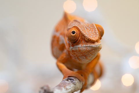 Holdbacks/Individuals: Ambilobe offspring from "Doro-amboahaolo" (AKA Firefox) x "Nala-andriana" (AKA Scorpion Queen) - Hatched Sept 2025 - Female #1