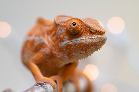 Holdbacks/Individuals: Ambilobe offspring from "Doro-amboahaolo" (AKA Firefox) x "Nala-andriana" (AKA Scorpion Queen) - Hatched Sept 2025 - Female #1