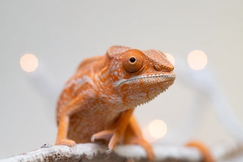 Holdbacks/Individuals: Ambilobe offspring from "Doro-amboahaolo" (AKA Firefox) x "Nala-andriana" (AKA Scorpion Queen) - Hatched Sept 2025 - Female #1