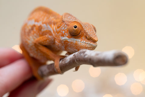 Holdbacks/Individuals: Ambilobe offspring from "Doro-amboahaolo" (AKA Firefox) x "Nala-andriana" (AKA Scorpion Queen) - Hatched Sept 2025 - Female #1